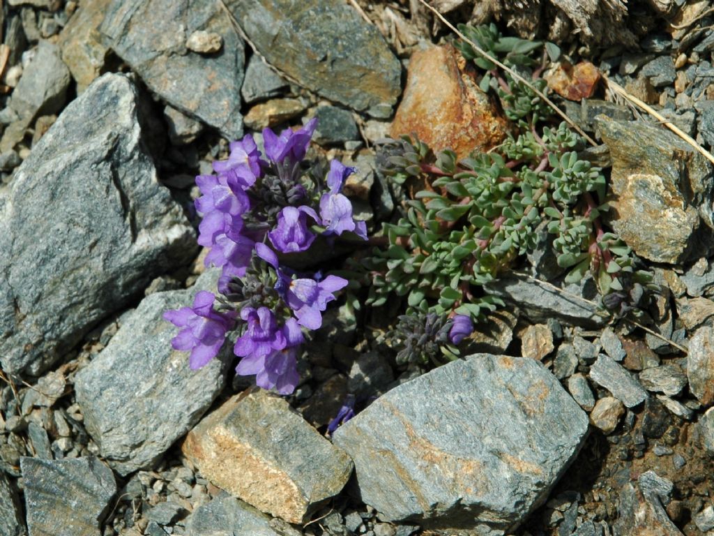 Linaria alpina (Plantaginaceae)